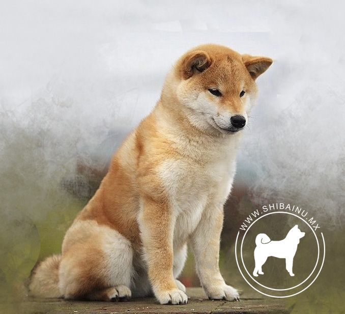 shiba inu en venta