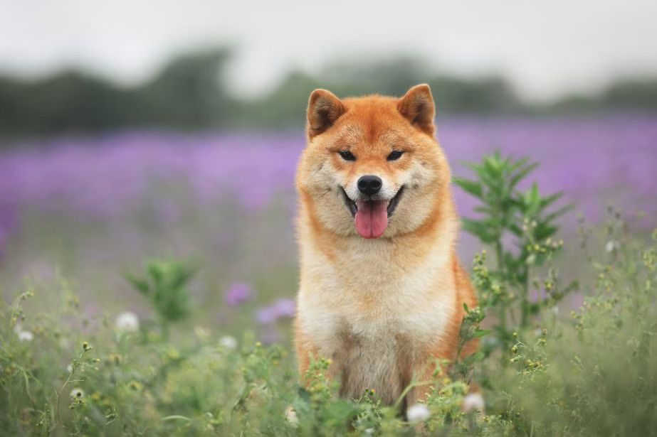 shiba inu en venta
