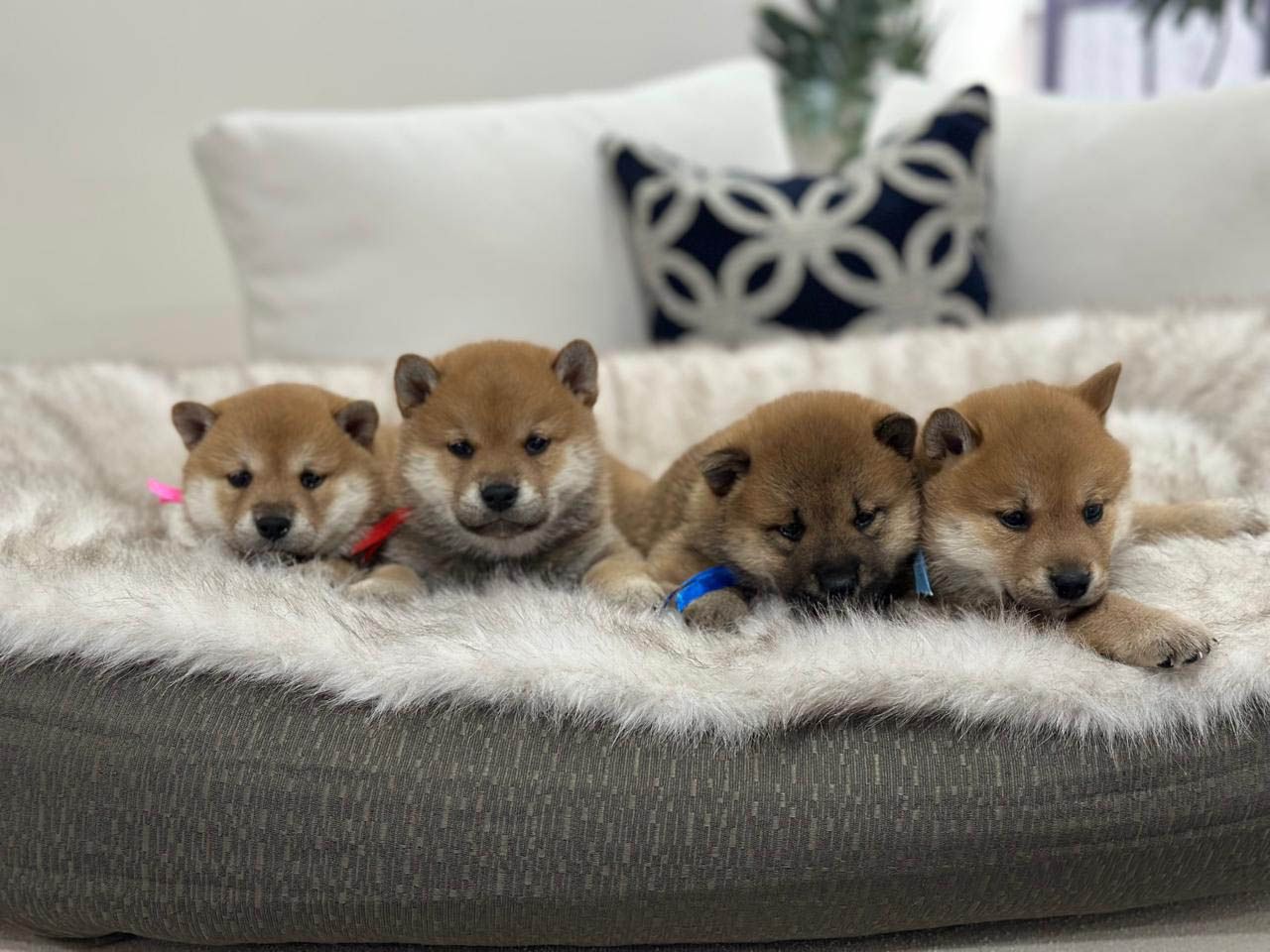 cachorro shiba inu en venta