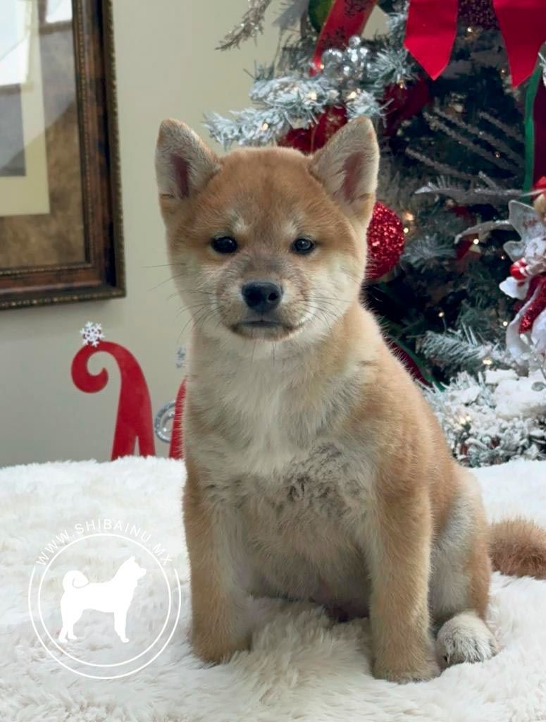 shiba inu en venta