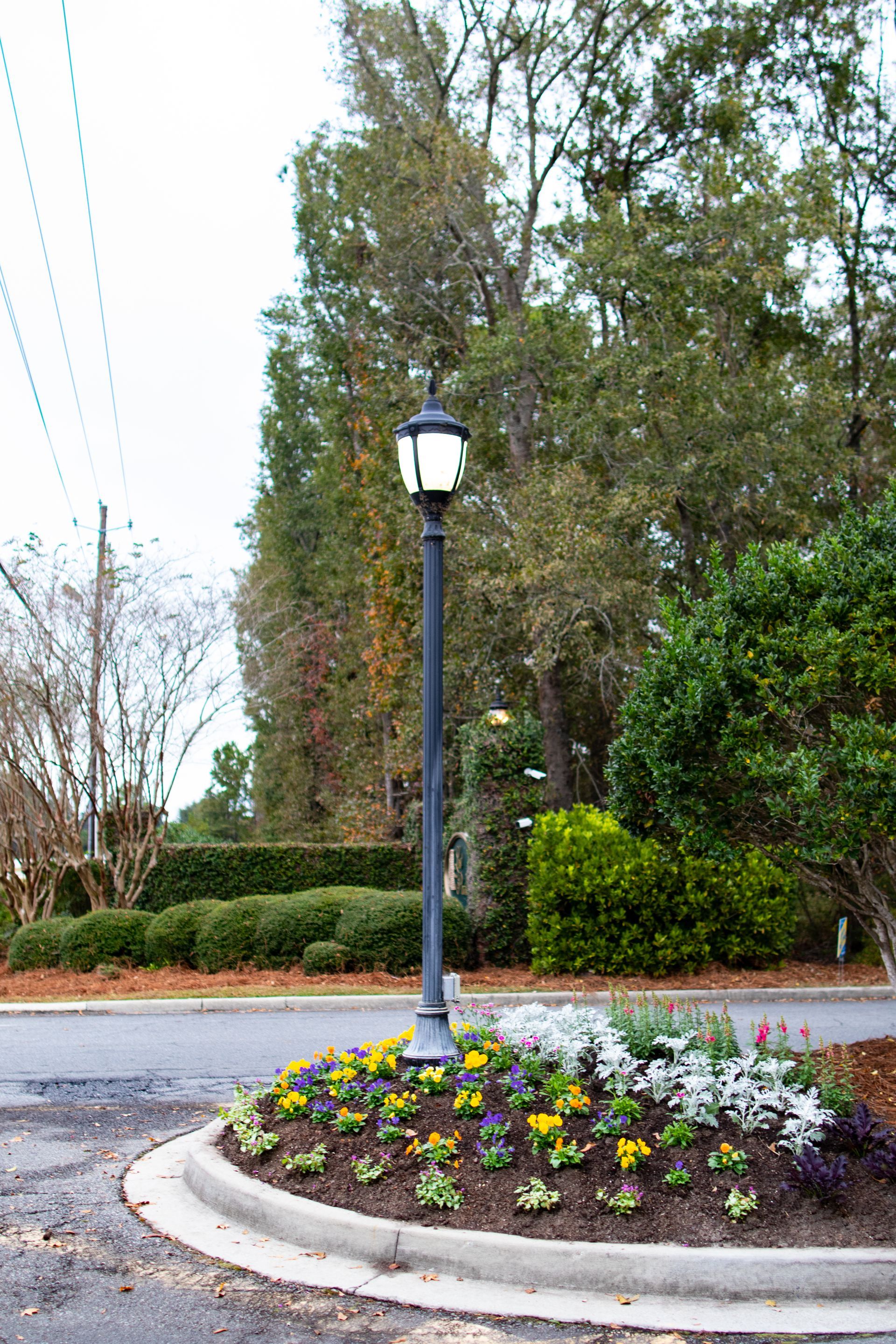 lamp post and tree