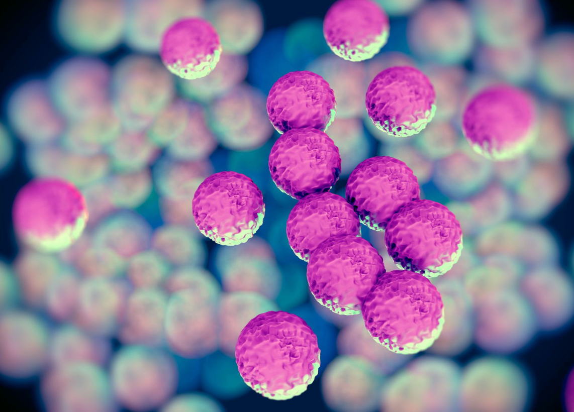 Microscopic view of clustered, pink spherical bacteria.