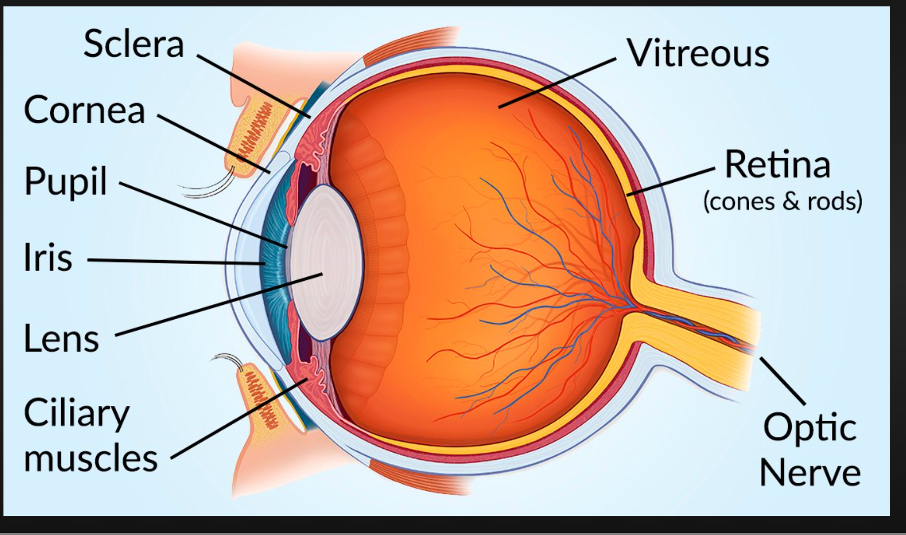 Cross-section of the human eye, labeled with key parts: cornea, pupil, lens, retina, optic nerve, and other components.