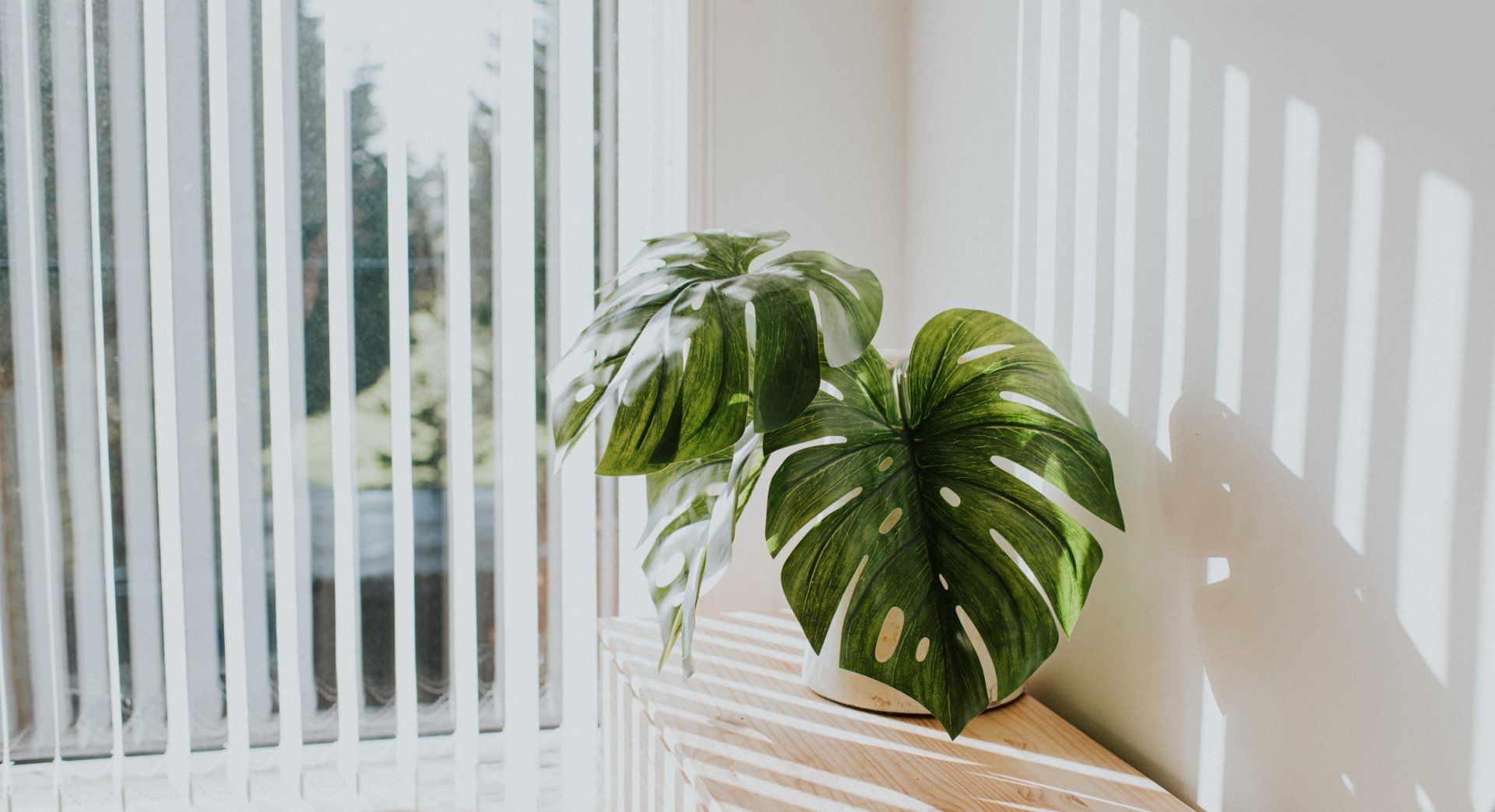 Monstera Plant Beside Window Blinds — Drysdale, VIC — Instyle Blinds