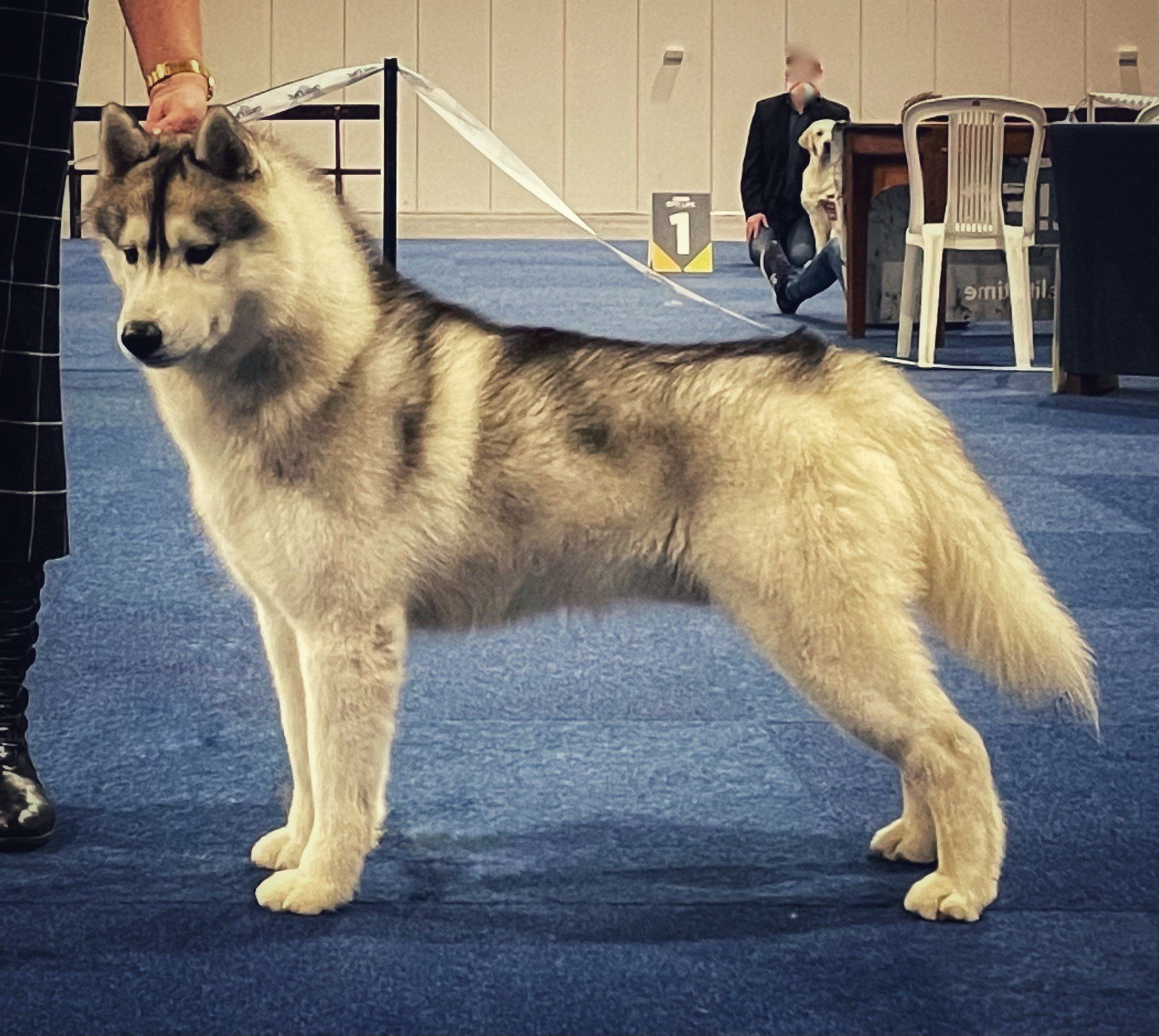 Deeks Shaman Tree Siberian Husky Kennel The Netherlands