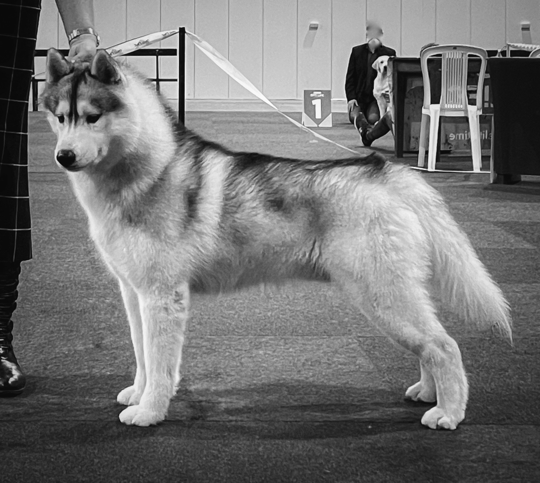 Deeks Shaman Tree Siberian Husky Kennel The Netherlands