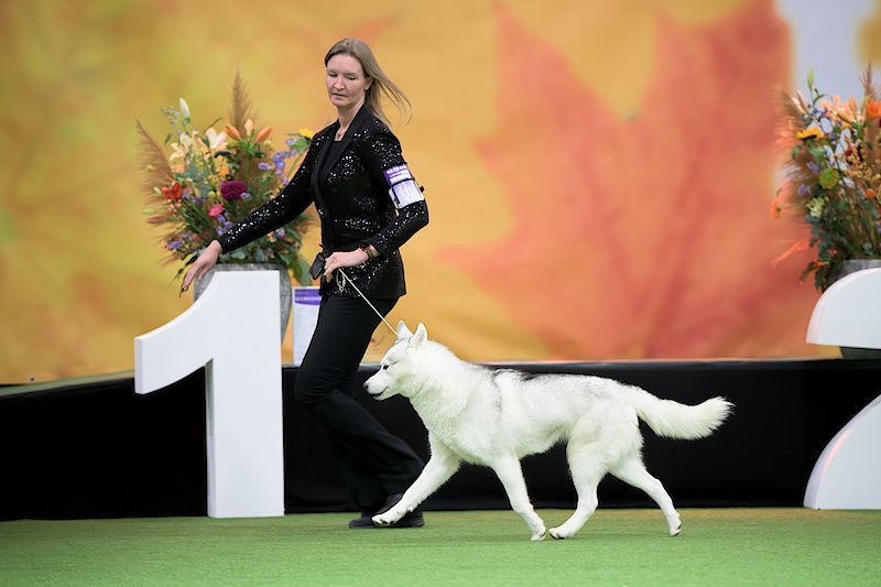 Ivy Shaman Tree Siberian Husky Kennel The Netherlands