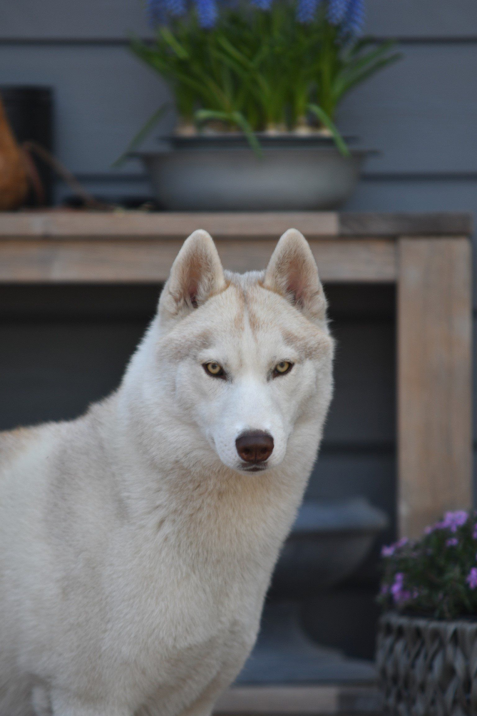 Abby Shaman Tree Siberian Husky Kennel The Netherlands