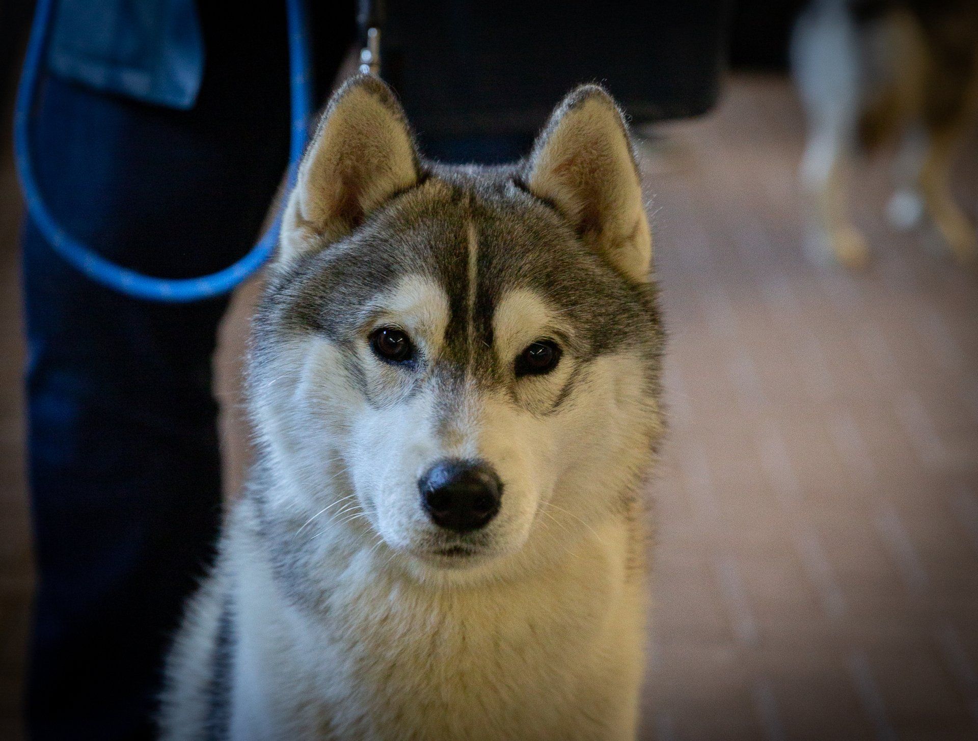 Gentle Shaman Tree Siberian Husky Kennel The Netherlands