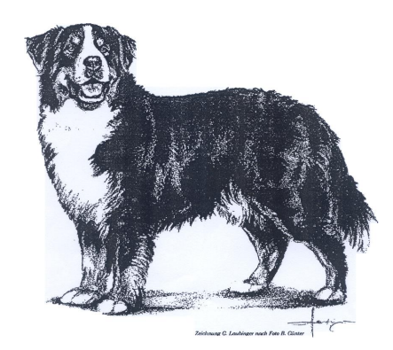 Berner Sennenhond Shaman Tree Siberian Husky Kennel The Netherlands