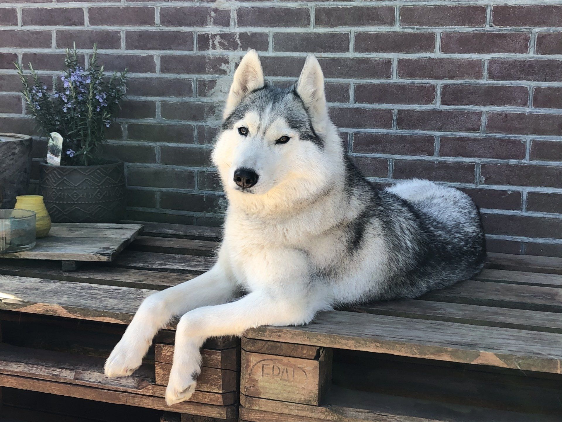 Amira Shaman Tree Siberian Husky Kennel The Netherlands
