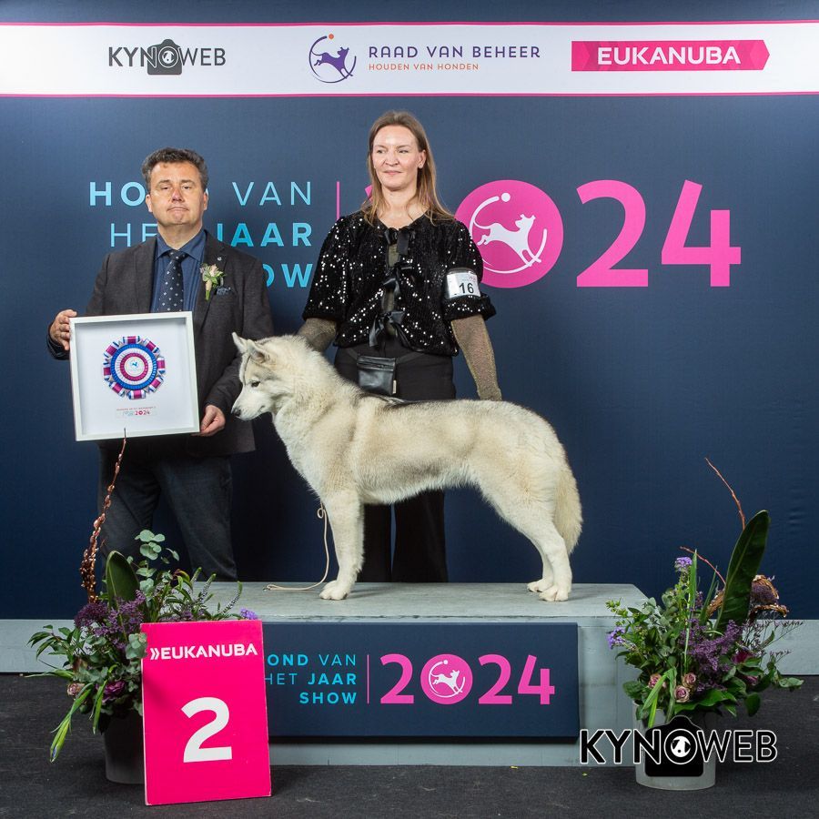 Ivy Shaman Tree Siberian Husky Kennel The Netherlands