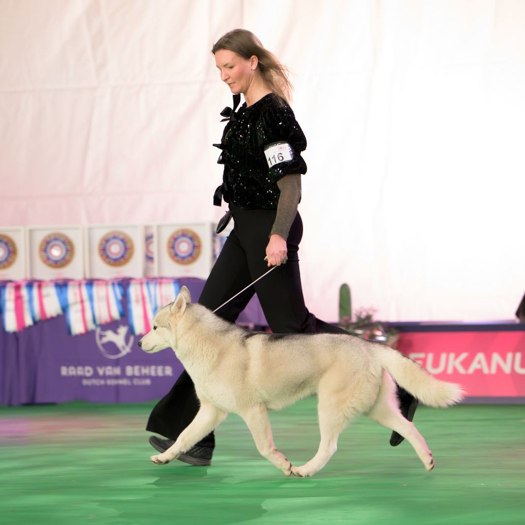 Ivy Shaman Tree Siberian Husky Kennel The Netherlands