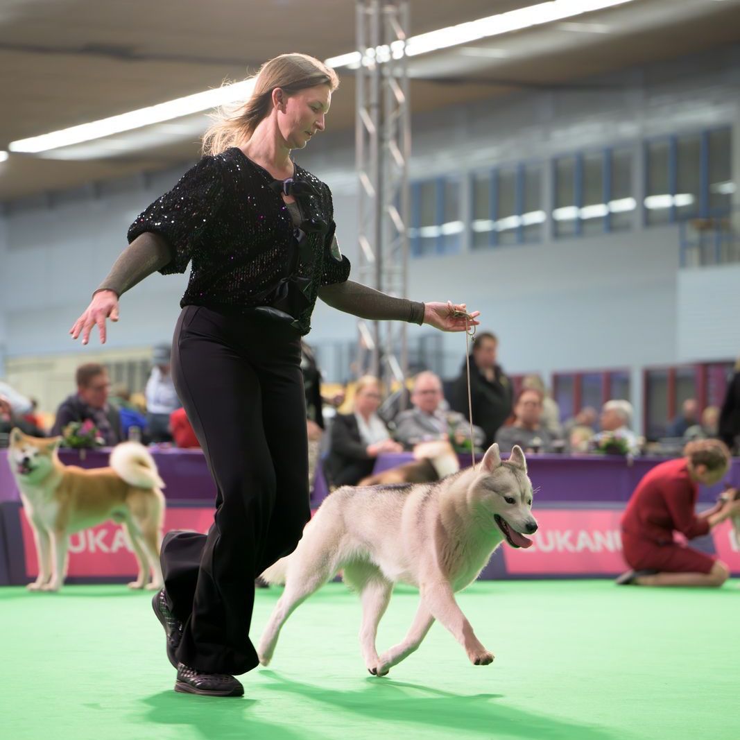 Ivy Shaman Tree Siberian Husky Kennel The Netherlands
