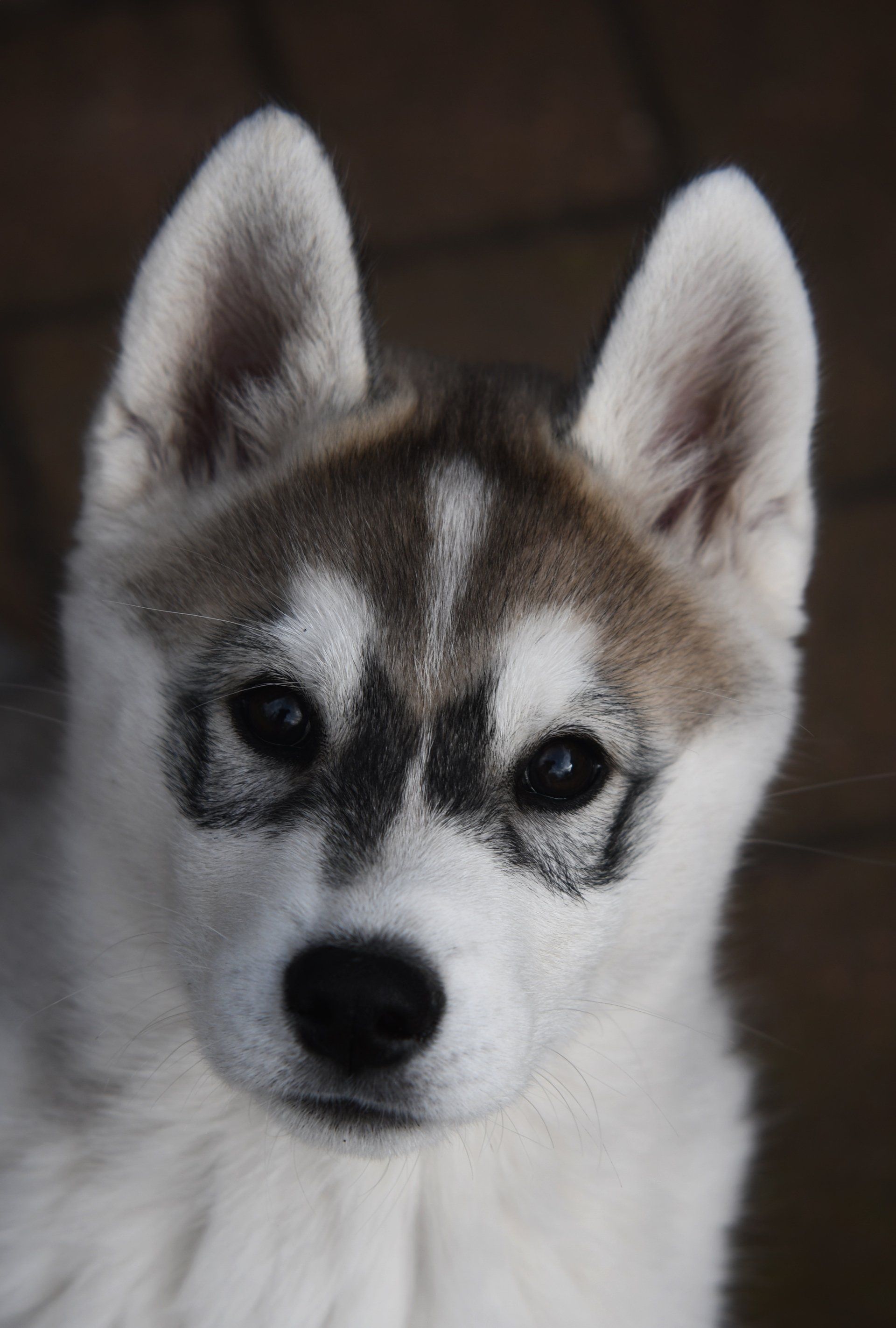 Shaman Tree Siberian Husky Kennel The Netherlands