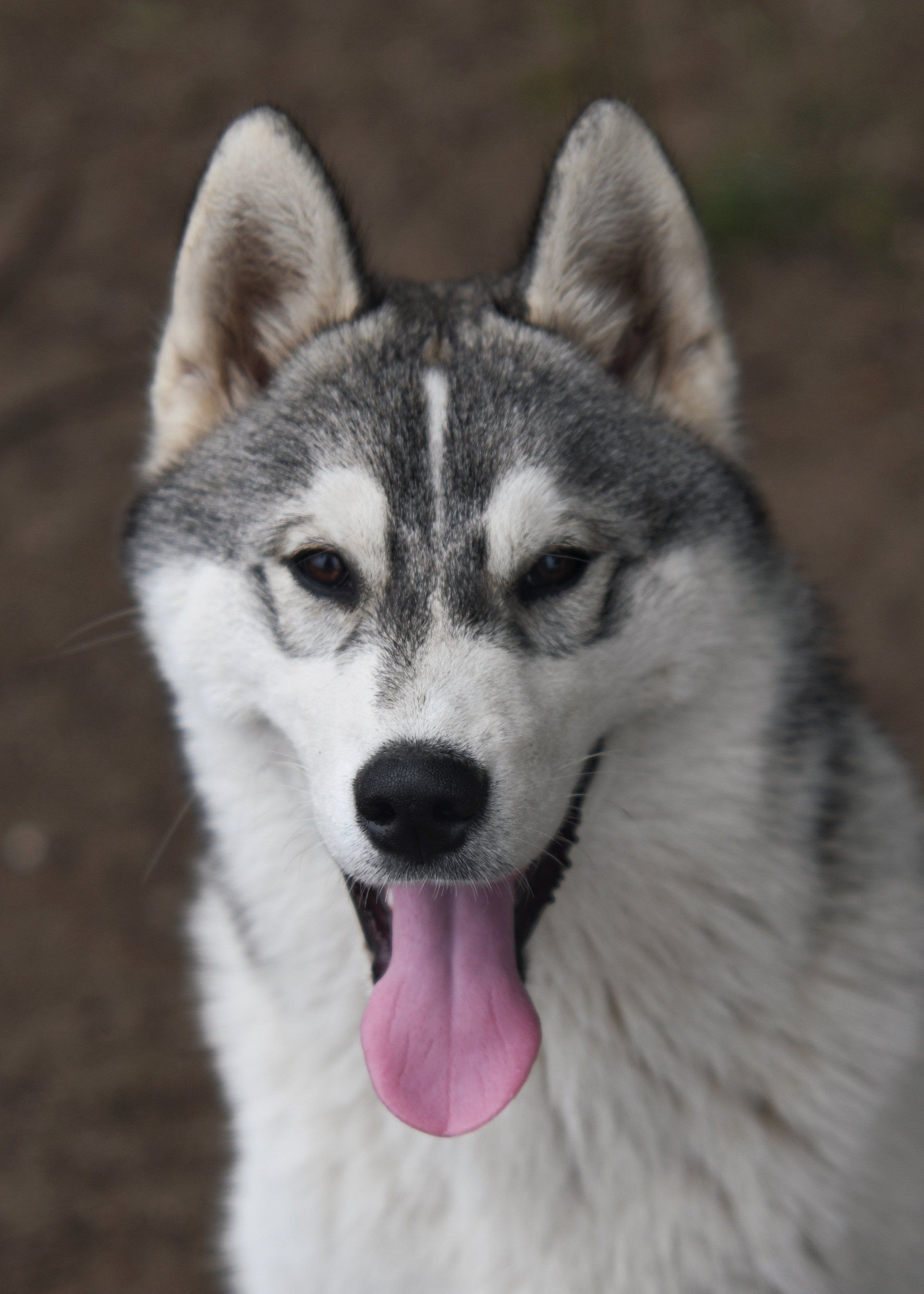 Gentle Shaman Tree Siberian Husky Kennel The Netherlands