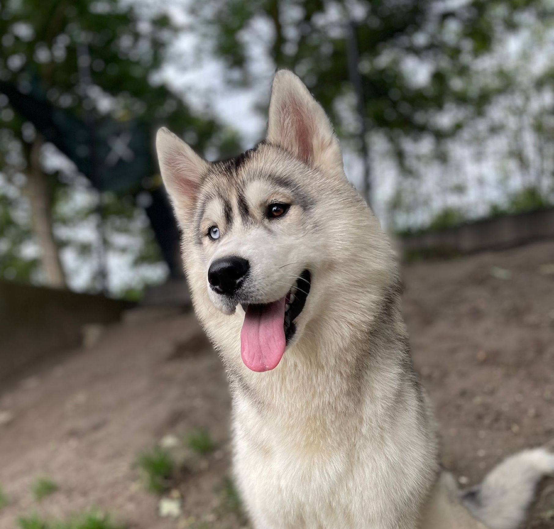 Pebbles Shaman Tree Siberian Husky Kennel The Netherlands