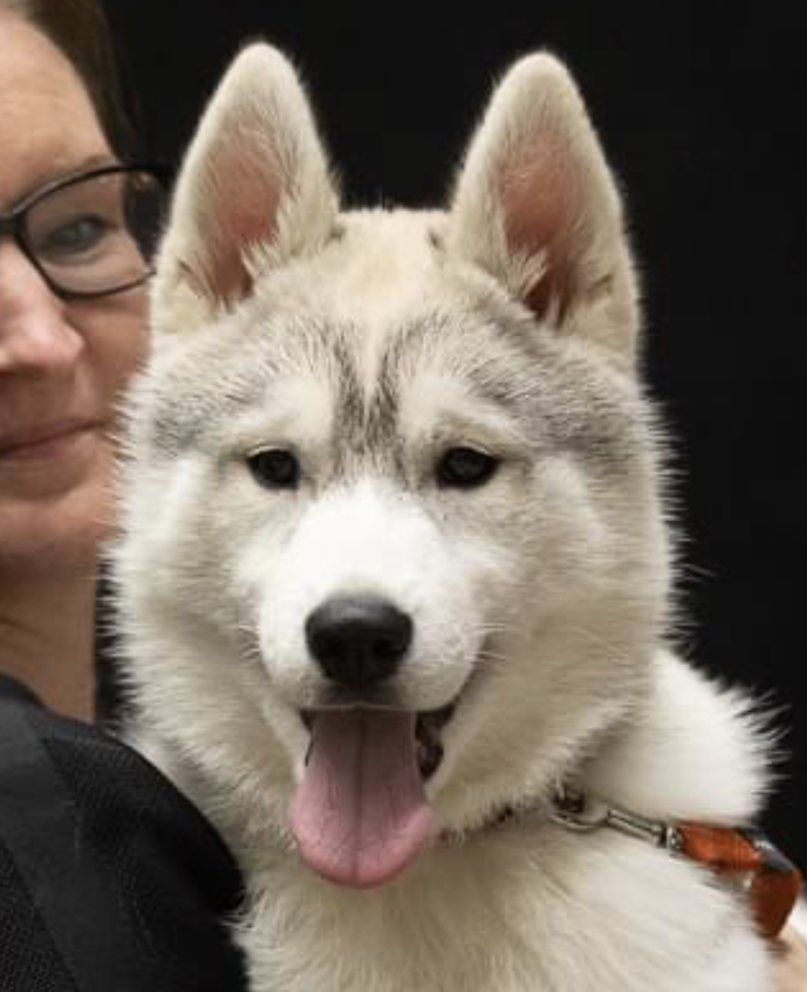 Ivy Shaman Tree Siberian Husky Kennel The Netherlands