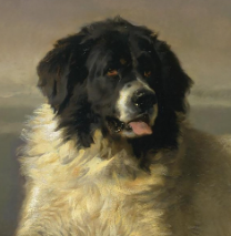 Landseer ECT Shaman Tree Siberian Husky Kennel The Netherlands