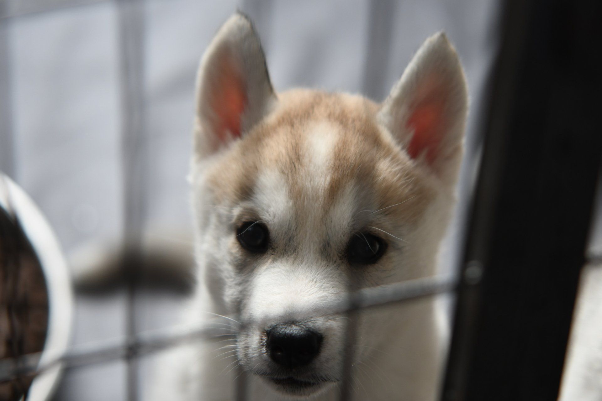 pup Shaman Tree Siberian Husky Kennel The Netherlands