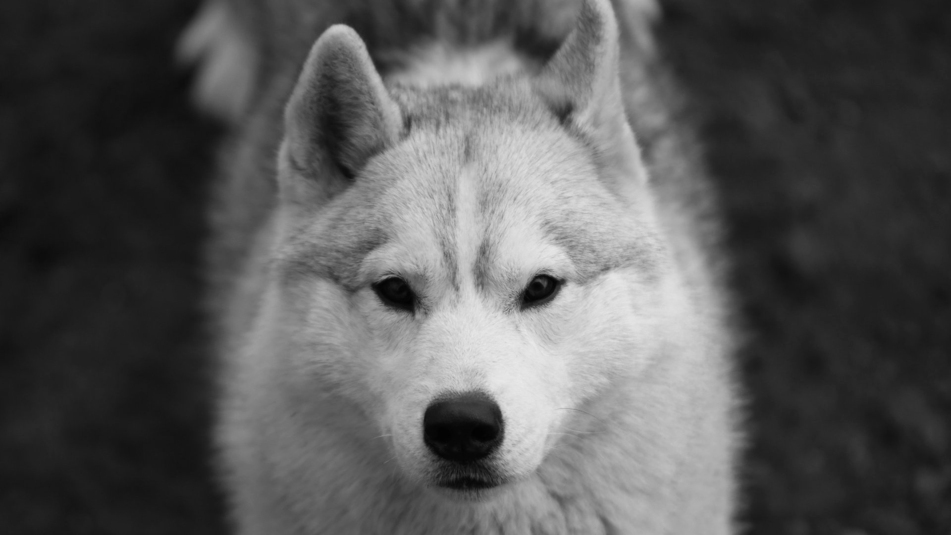 Meggie Shaman Tree Siberian Husky Kennel The Netherlands