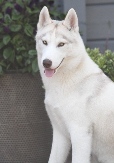 Abby Shaman Tree Siberian Husky Kennel The Netherlands