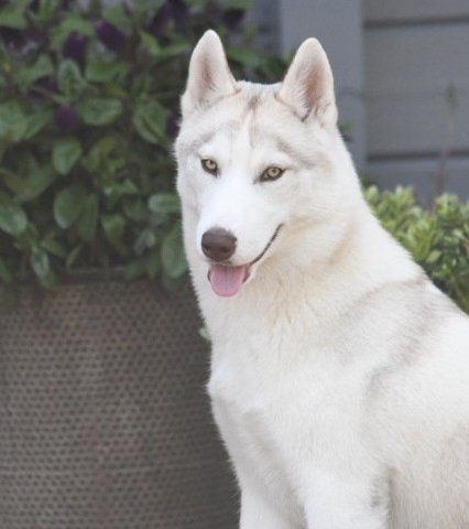 Shaman Tree Siberian Husky Kennel The Netherlands