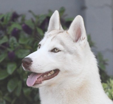Abby Shaman Tree Siberian Husky Kennel The Netherlands
