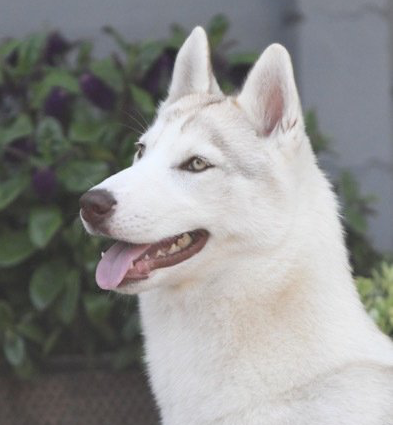 Shaman Tree Siberian Husky Kennel The Netherlands