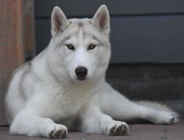 Abby Shaman Tree Siberian Husky Kennel The Netherlands