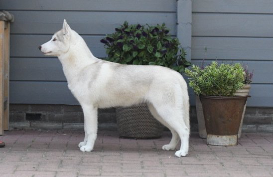 Abby Shaman Tree Siberian Husky Kennel The Netherlands