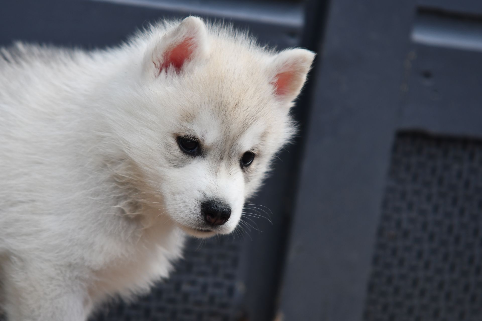Jasmine Shaman Tree Siberian Husky Kennel The Netherlands