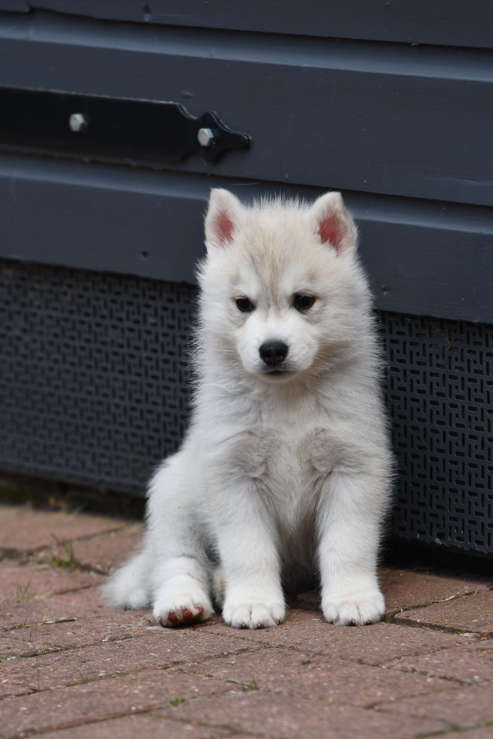 Jasmine Shaman Tree Siberian Husky Kennel The Netherlands