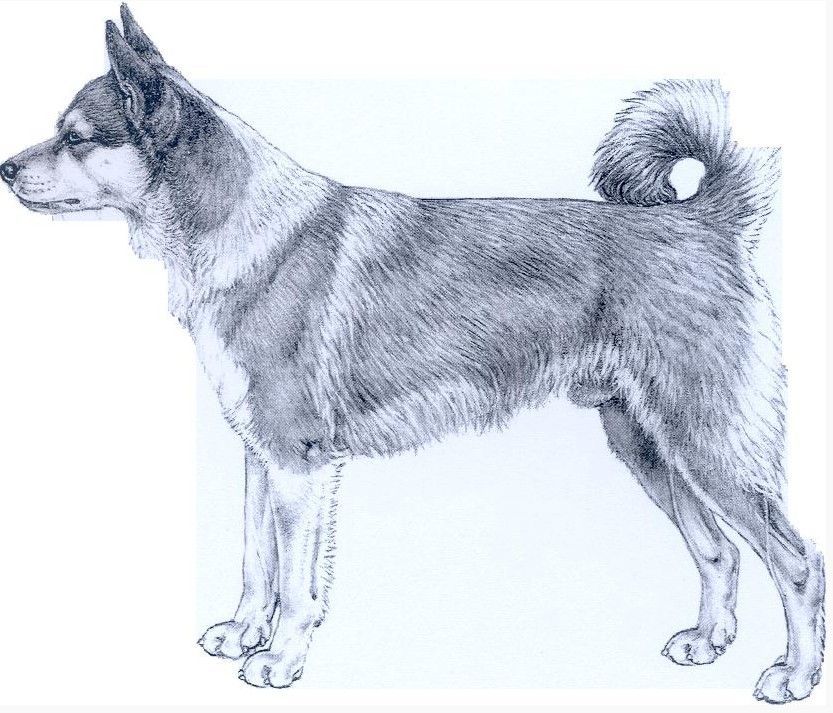 Norsk Lundhund Shaman Tree Siberian Husky Kennel The Netherlands