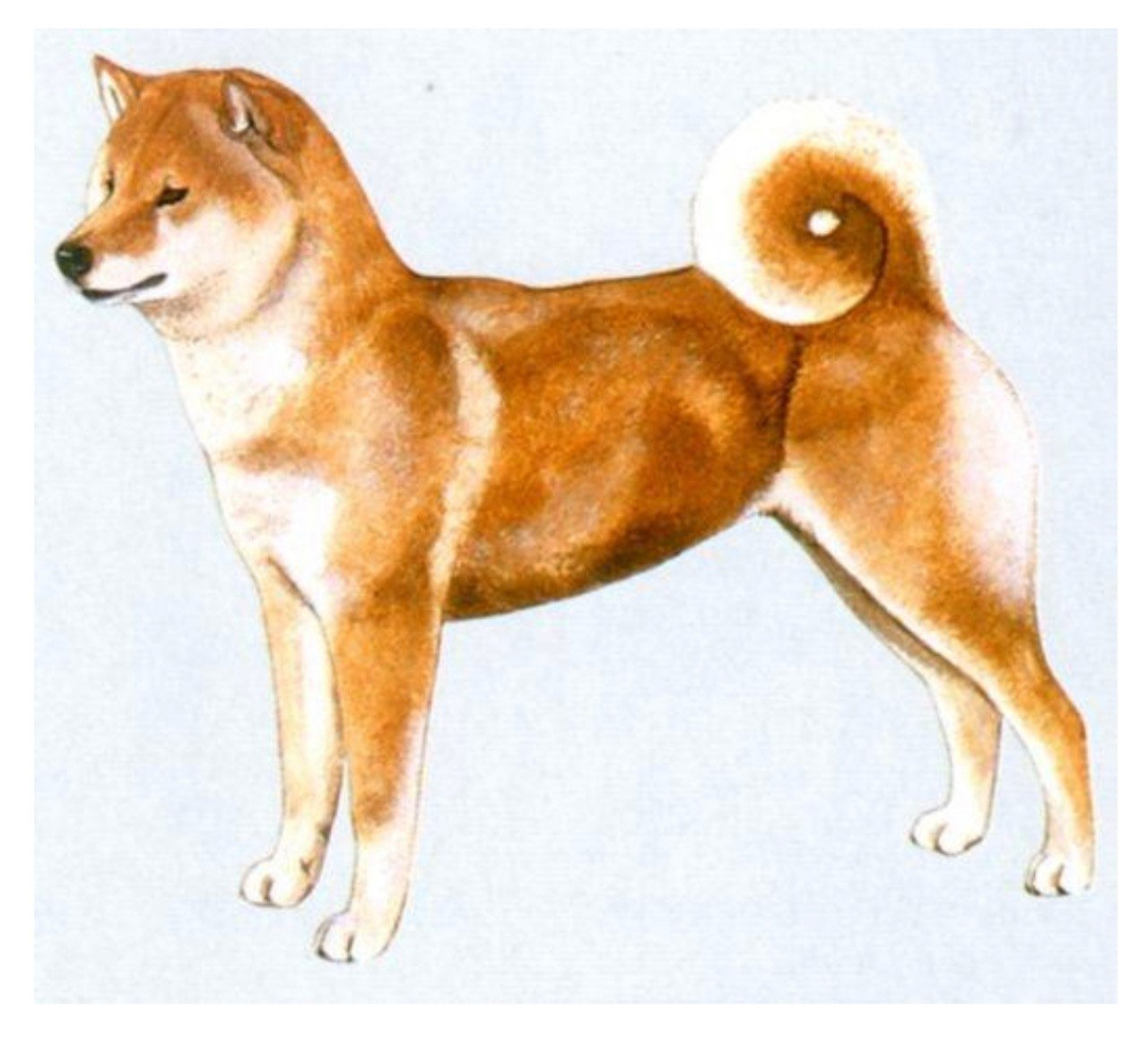 Shiba Shaman Tree Siberian Husky Kennel The Netherlands