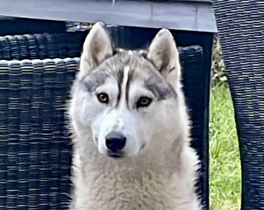 pup Shaman Tree Siberian Husky Kennel The Netherlands