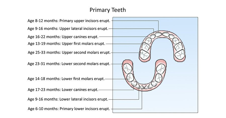 tooth eruption chart