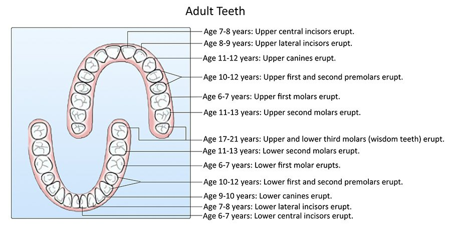 tooth eruption chart