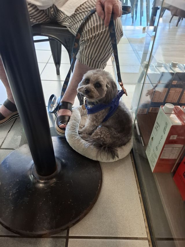 Small gray dog in a blue harness sitting under a café table on a tiled floor.— Amanda's Professional K9 Training In Forster, NSW