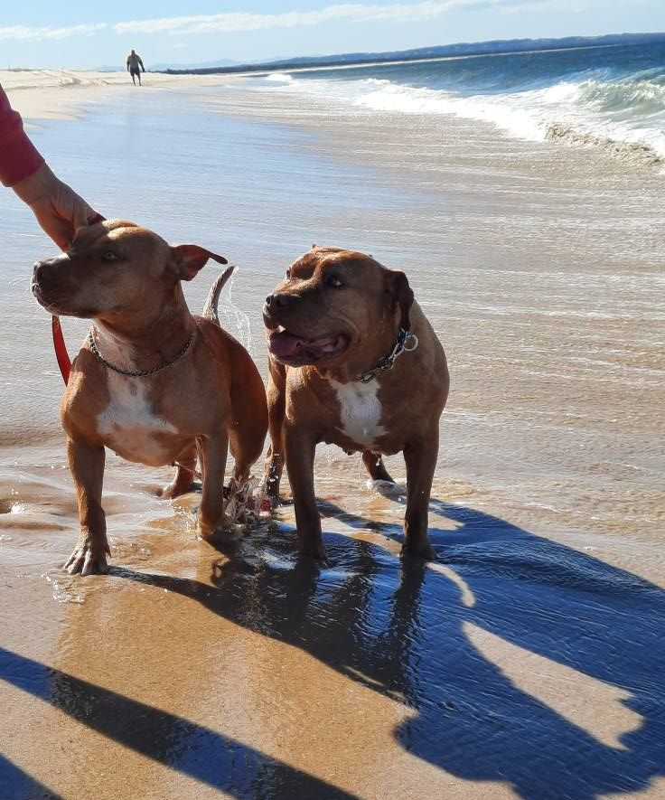 Two brown pit bull-type dogs on a sandy beach, one held on a leash, near the ocean — Amanda's Professional K9 Training In Taree, NSW