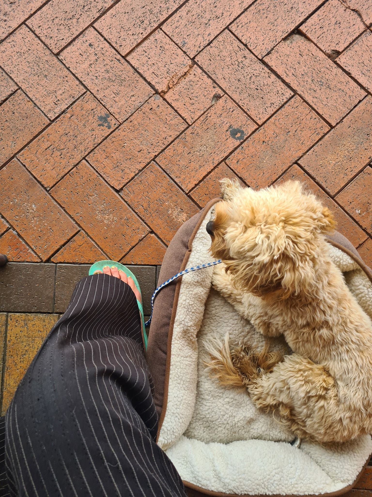 Golden Cocker Spaniel puppy sitting on a wooden floor, looking down — Amanda's Professional K9 Training In Forster, NSW