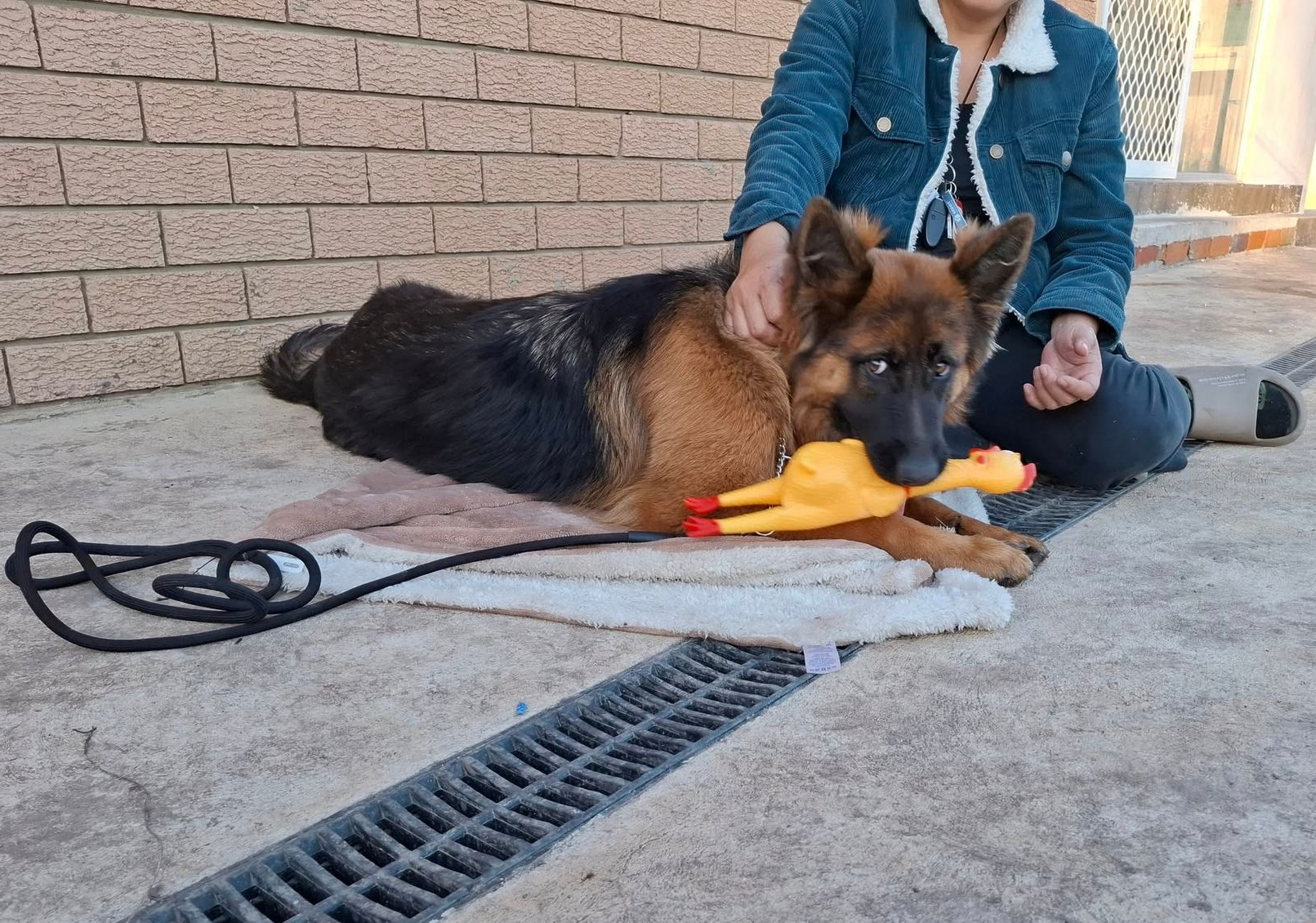 German Shepherd with a toy chicken held by a person. Outdoors on concrete — Amanda's Professional K9 Training In Forster, NSW