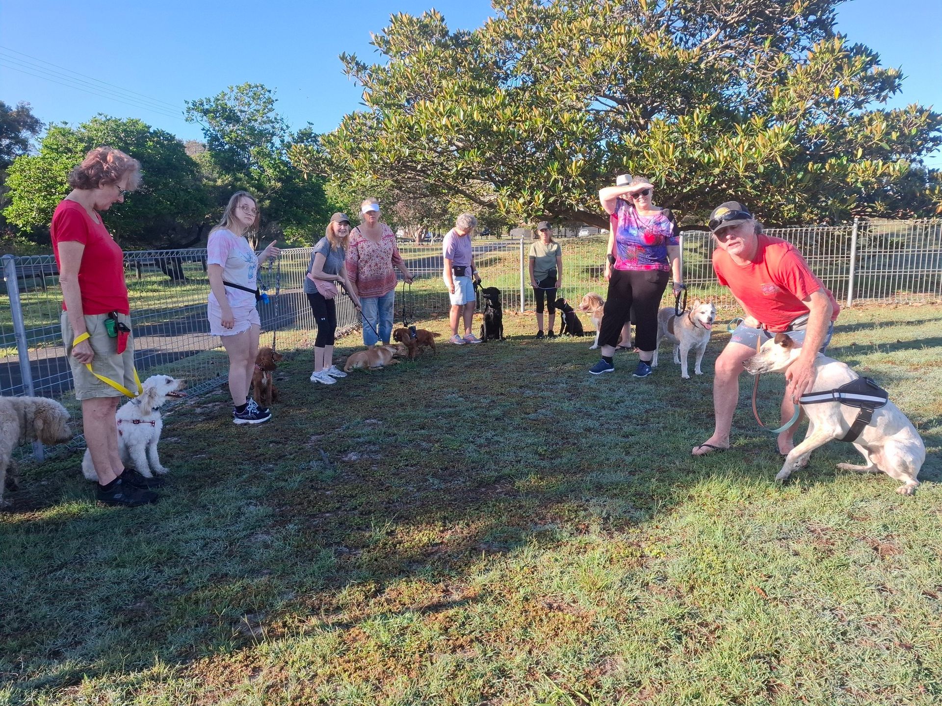 Happy Dog Lying on Back — Amanda's Professional K9 Training In Taree, NSW