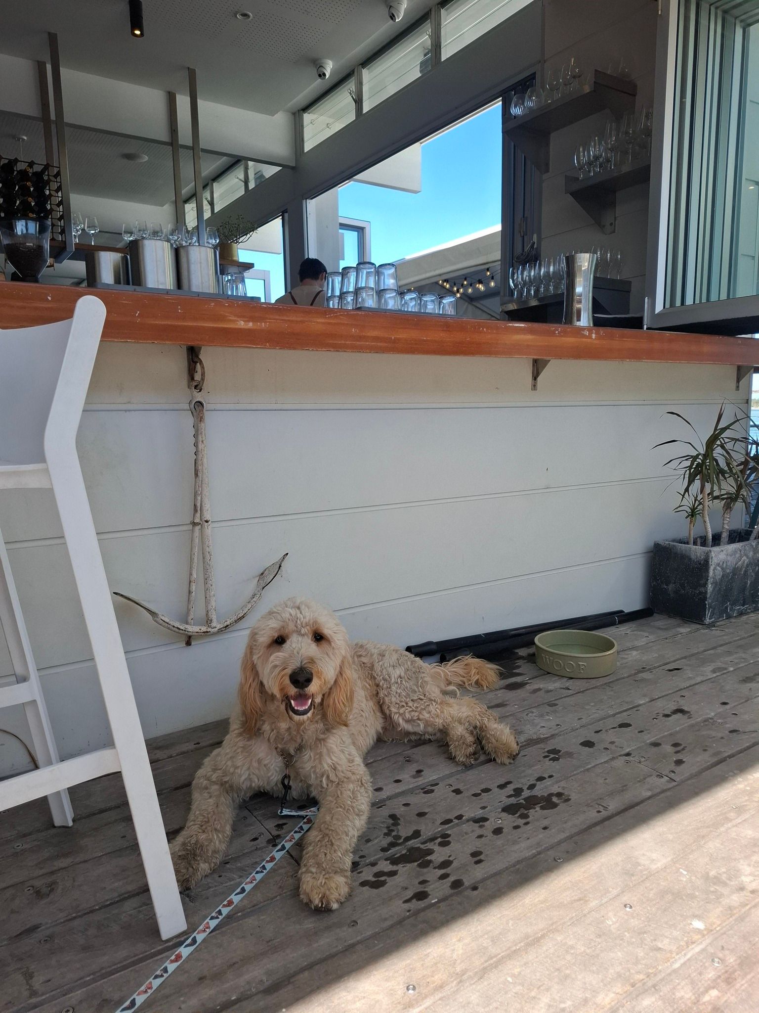 Woman in blue shirt drying a black dog — Amanda's Professional K9 Training In Forster, NSW