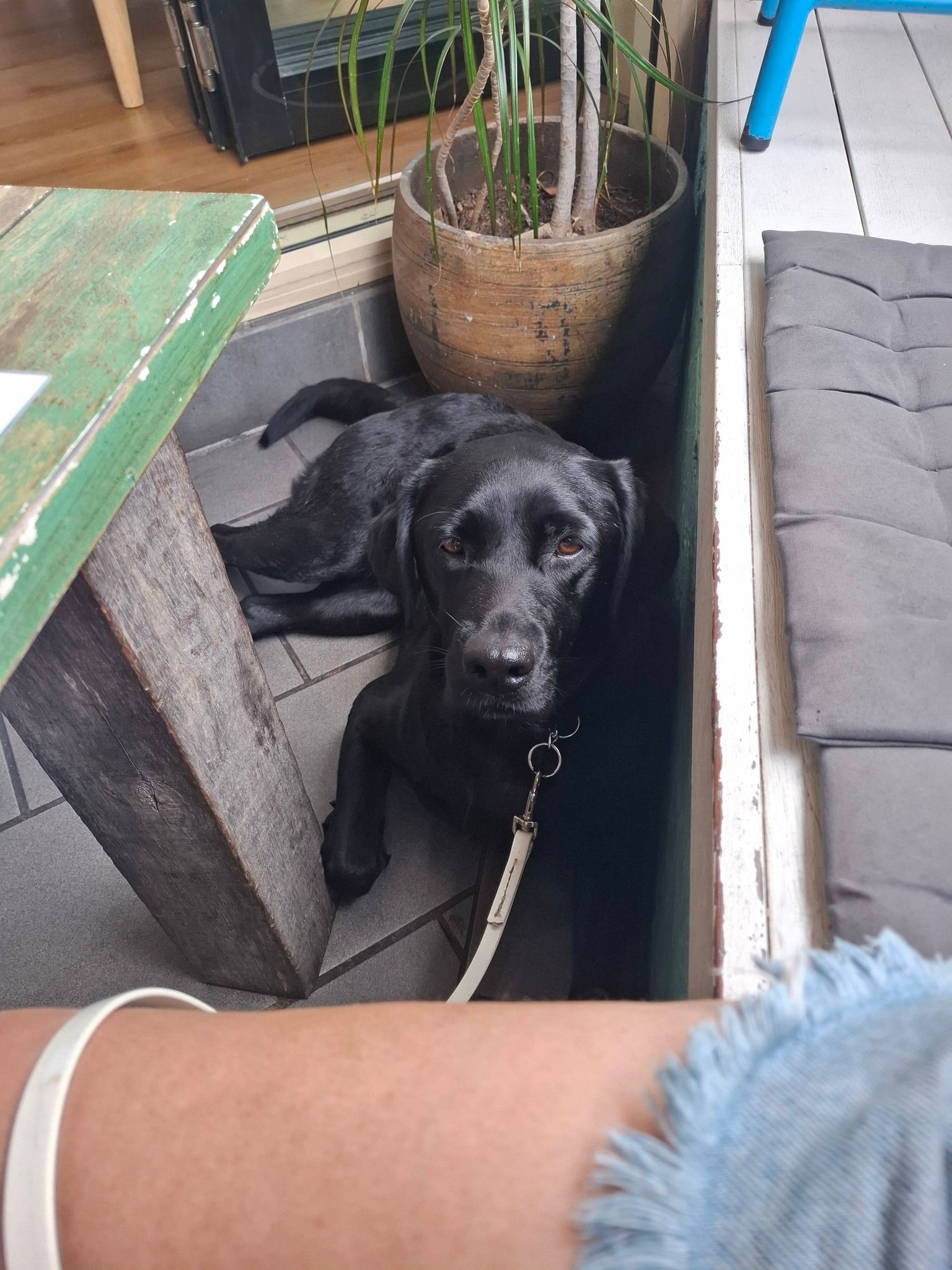 Black poodle wearing a blue bow, sitting on pavement with a leash, smiling — Amanda's Professional K9 Training In Forster, NSW