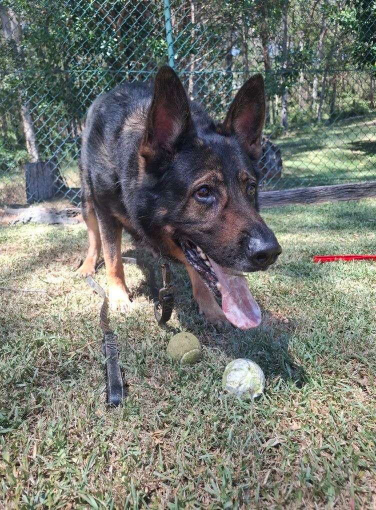 German Shepherd dog standing on grass by a fence — Amanda's Professional K9 Training In Forster, NSW