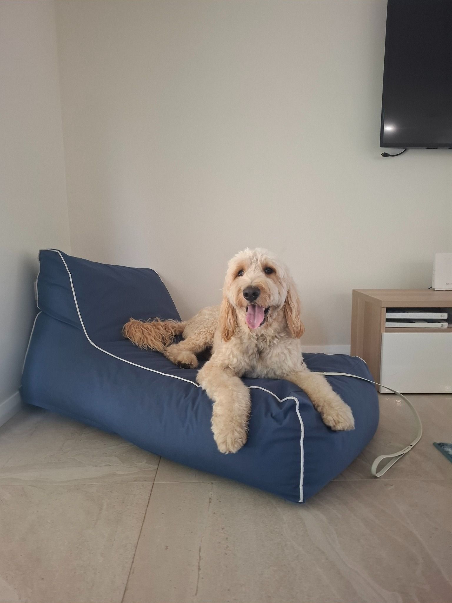 Dog Looking Through a Window — Amanda's Professional K9 Training In Forster, NSW