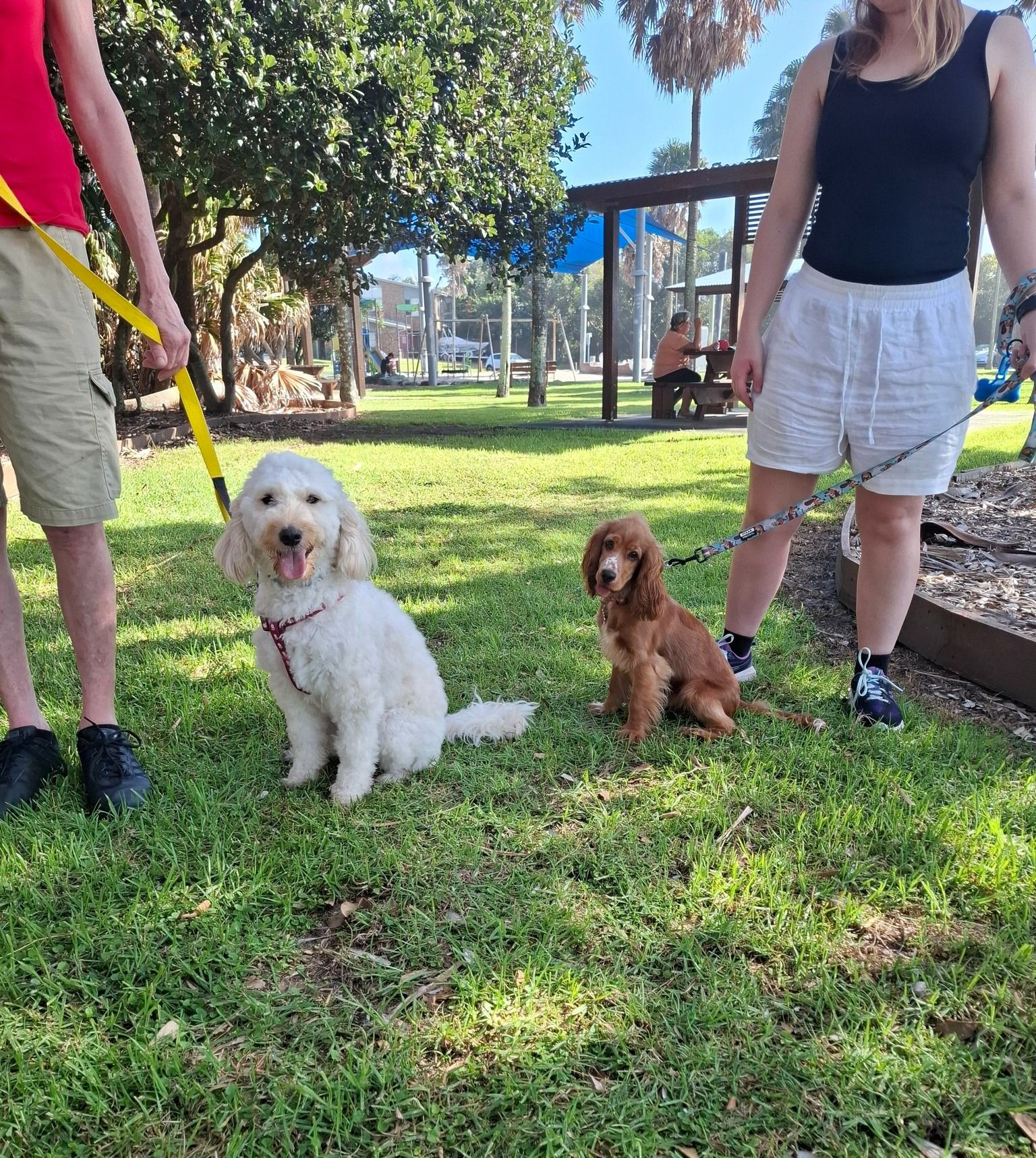 Two Dogs on Leashes With a Person in a Grassy Area — Amanda's Professional K9 Training In Forster, NSW