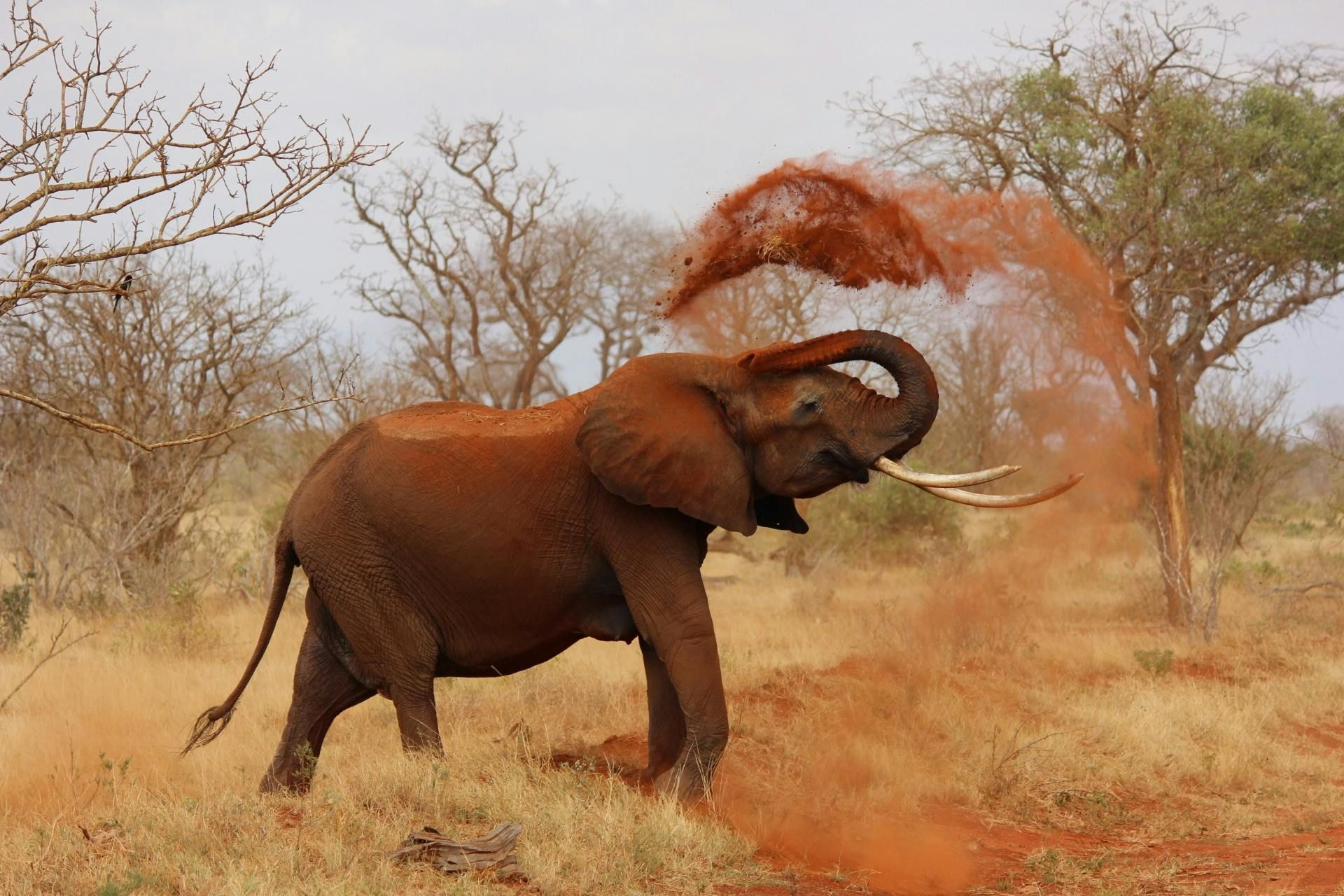 African elephant sprays reddish dust into the air, in grassy savanna.