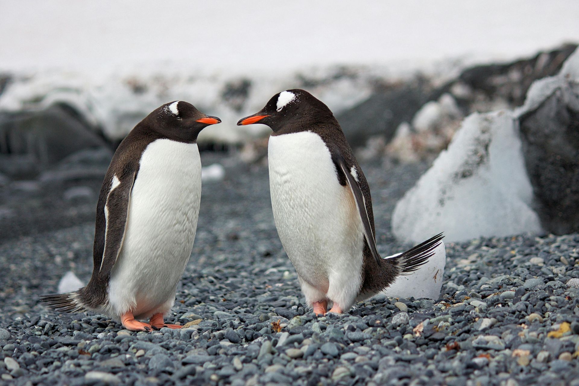 Two penguins face each other, beaks touching, on a rocky beach with snowy background.
